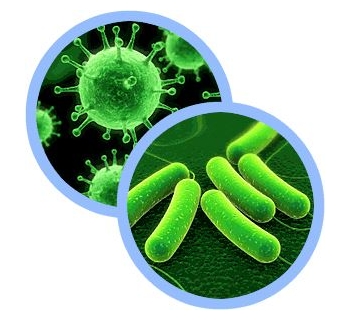 Картинка бактерии зеленого цвета